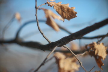  winter oak leaves on blurry sky background