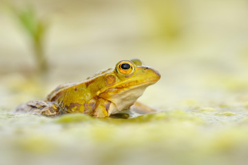Kleiner Wasserfrosch Rana lessonae