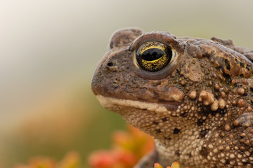 Kreuzkröte Bufo calamita