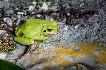  Hila arborea also called frog of San Antón