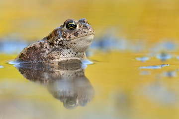 Kreuzkröte Bufo calamita