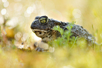 Kreuzkröte Bufo calamita