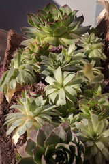 Obraz premium SUCULENT COLLECTED IN THE CAMPOS DE LA MONTAÑA LEONESA