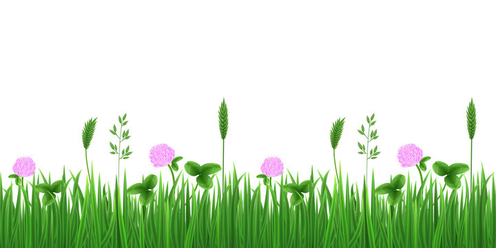 Vector seamless image of green realistic grass, flowers and clover leaves isolated on white. EPS 10