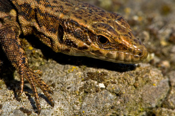 Mauereidechse Podarcis muralis sp