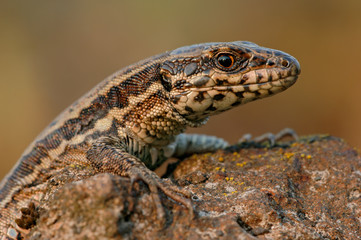 Mauereidechse Podarcis muralis sp