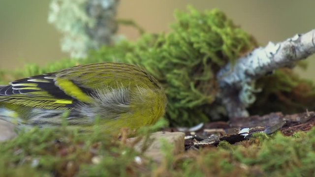Eurasian Siskin feeds with sunflower seeds - Carduelis spinus - 4K video