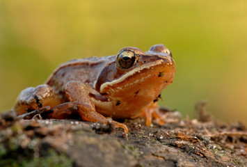 Springfrosch Rana dalmatina