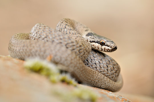 Schlingnatter Coronella austriaca