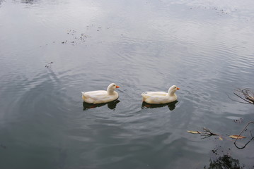 White ducks in water