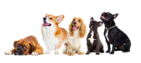 adult dog sitting on a white background