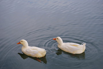 white ducks in water