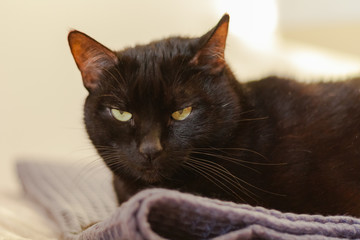 black cat with short hair and yellow eyes lies on a gray plaid on the bed opposite a white wall.  Animal pet in our home.