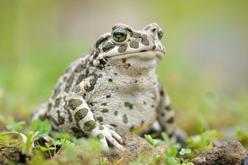 Wechselkröte Bufo viridis