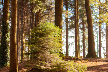 Fototapete bei efototapeten.de bestellen   