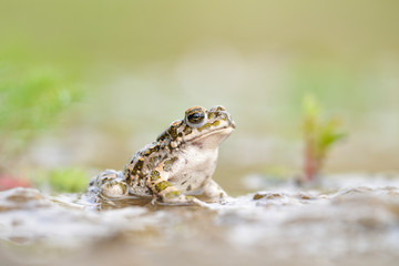 Wechselkröte Bufo viridis