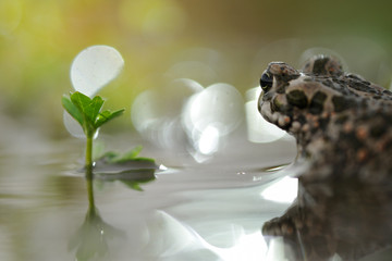 Wechselkröte Bufo viridis