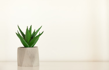 Potted house plant cactus succulent in gray pot on white shelf against white wall. Cozy home modern decor in minimalistic scandinavian interior.