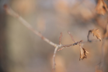 winter leaves