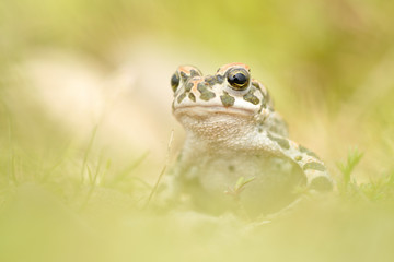 Wechselkröte Bufo viridis