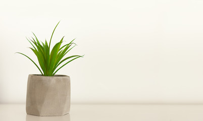 Potted house plant cactus succulent in gray pot on white shelf against white wall. Cozy home modern decor in minimalistic scandinavian interior.