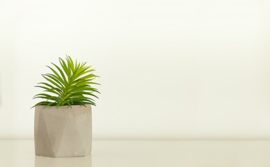 Potted house plant cactus succulent in gray pot on white shelf against white wall. Cozy home modern decor in minimalistic scandinavian interior.