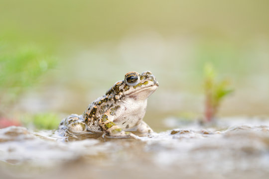 Wechselkr&ouml;te Bufo viridis