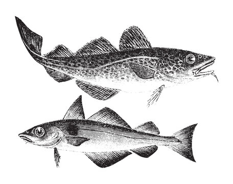 Atlantic cod - Gadus morrhua (above) and Haddock - Melanogrammus aeglefinus (under) / vintage illustration from Brockhaus Konversations Lexikon 1908