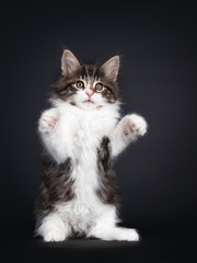Cute black tabby blotched with white Norwegian Forestcat kitten, sitting on hind paws. Front paws in air like teddy bear. Looking beside camera with green eyes. Isolated on black background.