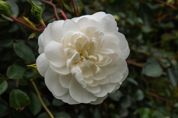 Single rose isolated with leaves on green background.