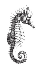 Short-snouted seahorse (Hippocampus antiquorum) / vintage illustration from Brockhaus Konversations Lexikon 1908 © Hein Nouwens
