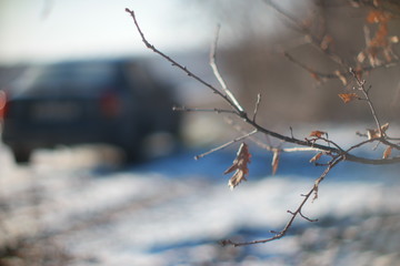 winter leaves