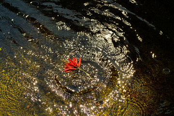 Red flower in the water