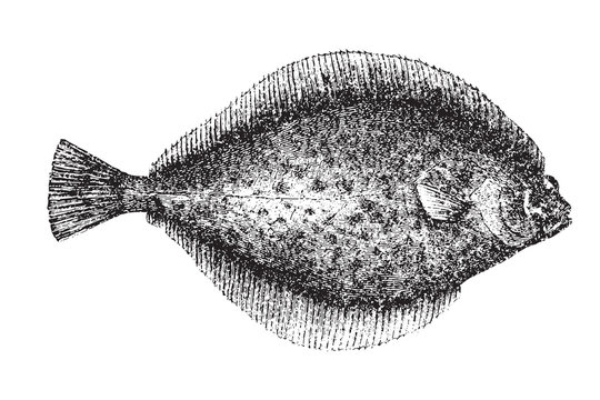 Flounder (Platichthys flesus)