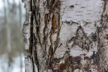 old birch bark close-up on a blurred background