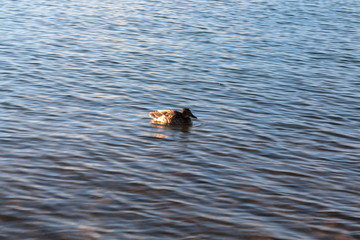 Fototapeta premium Ducks near the shores of a lake in winter.