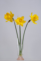 Bouquet of three yellow daffodils isolated on a gray background.