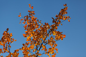 Baum im Herbst vor blauem Himmel