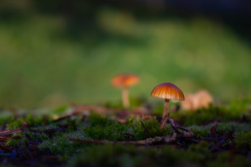 Small yellow mushroom growing on moss, HYGROCYBE CERACEA