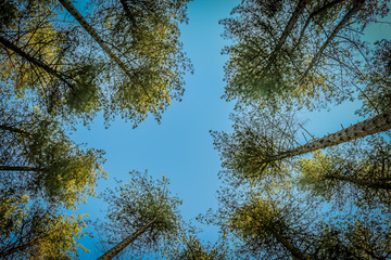 looking up at the trees on a sunny summer afternoon