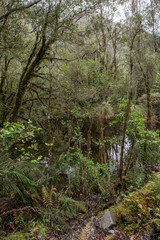 Fototapeta na wymiar Forest Westcoast South Island New Zealand. Ferns. Tropical forest. Near Franz Jozef Glacier