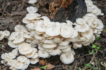 white mushroom on mango tree stump