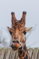 Giraffe licking it's lips
