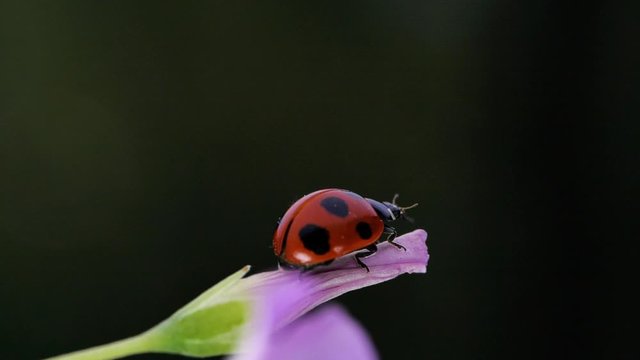 Slow motion of the moment when a ladybug flies.