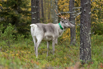 Naklejka na ściany i meble Reindeer walking in forest. Red, yellow, orange, green colored deciduous trees in fall. Autumn, ruska time Lapland, Finland
