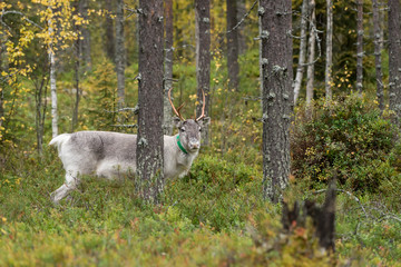 Reindeer walking in forest. Red, yellow, orange, green colored deciduous trees in fall. Autumn, ruska time Lapland, Finland