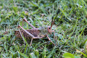 Big green and brown camouflaging grasshopper on the grass