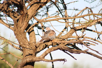 Dove sitting on a branch of a tree during winter time, grooming