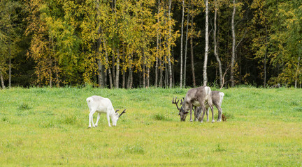 Fototapeta premium Reindeer walking in forest. Red, yellow, orange, green colored deciduous trees in fall. Autumn, ruska time Lapland, Finland