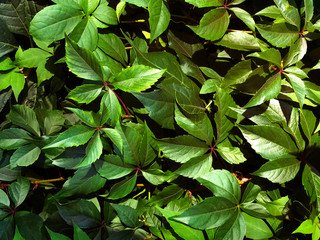 Dark green background of a healthy plant with light, horizontal oriented.
